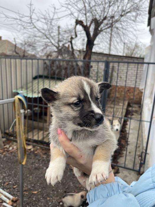 Відам цуценят, метис хаскі