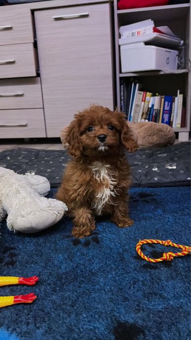 Cavapoo - urocza suczka