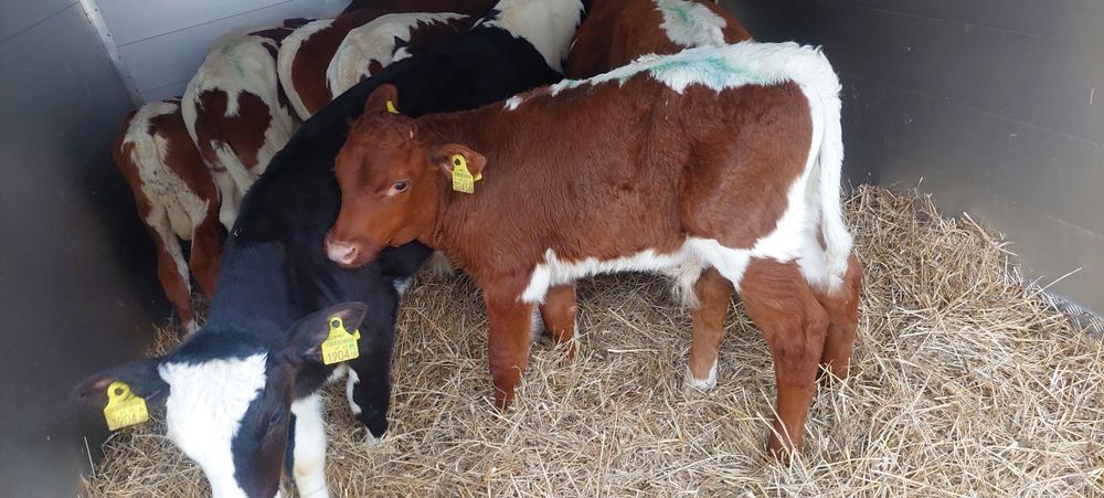 Mięsne cielęta byczki jałoszki Łaskarzew