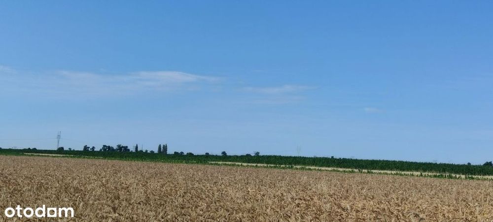 Działka, Zaborówek - Widok 5