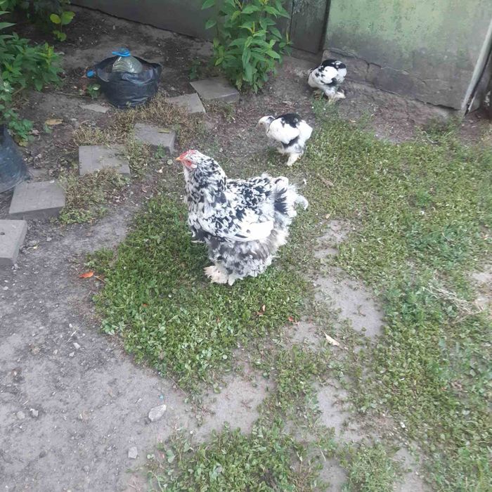 Циплята породы кохинхин мраморный 5 месячные 5шт