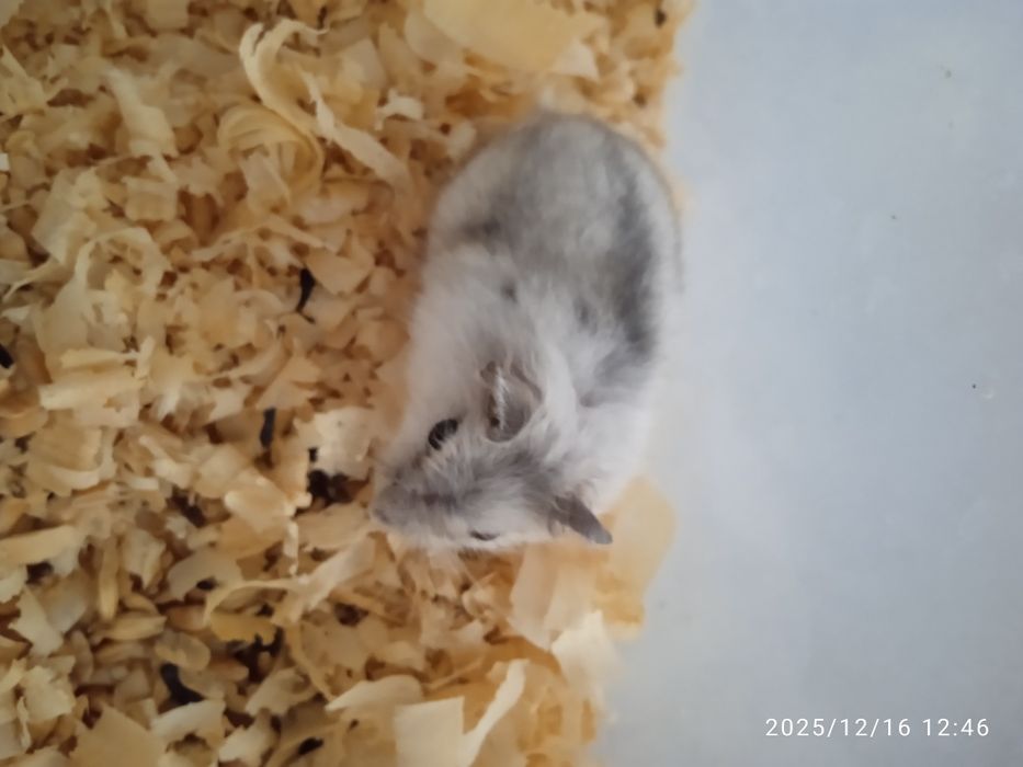 Дітки Джунгаріки.