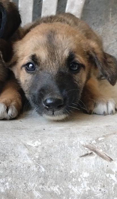 Tenho cães bebés para dar