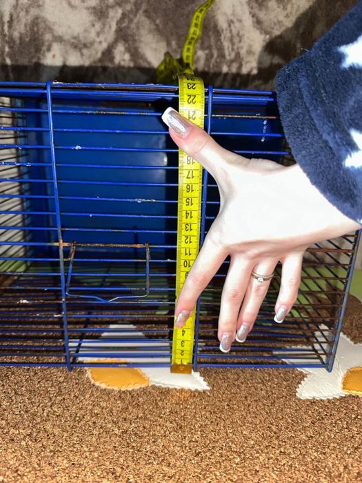 Кліточка для криски морської свинки