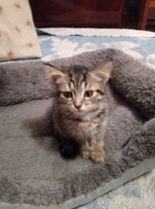Маленькі кошенятка у відповідальну родину