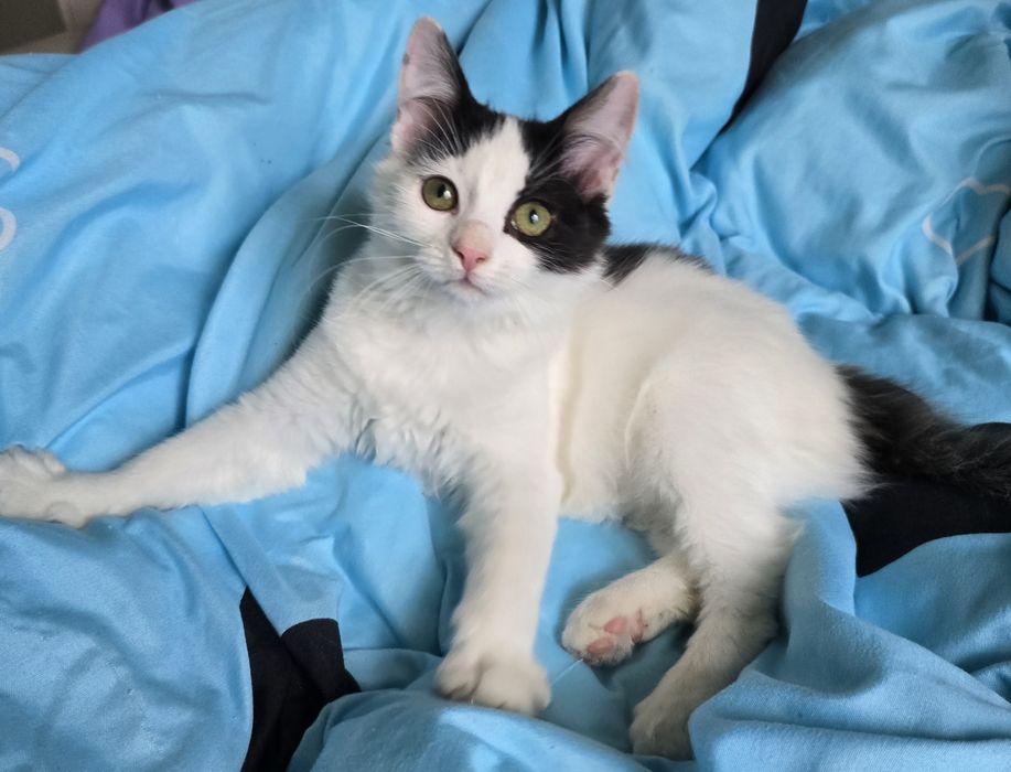 Kotka Ragdoll x Brytyjski długowłosy  domowa kuwetkowa