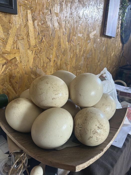 Ovos de avestruz