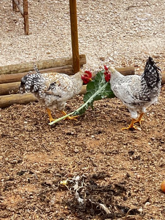 Galo Cream Legbar - 7 meses