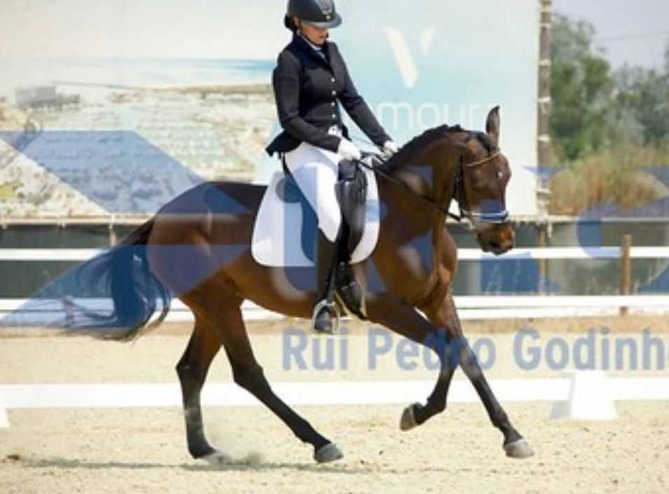 Égua muito mansa e bem treinada no Algarve