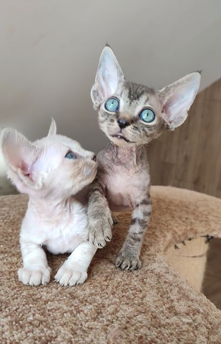 Раннє бронювання кошенят drx