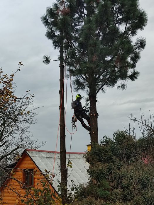 wycinka i pielęgnacja drzew trudnych alpinistycznie rębak regulacja tu