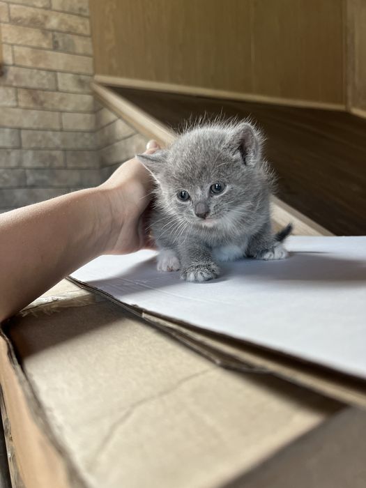 Віддам кошенят (2  дівчинки 1 хлопчик)