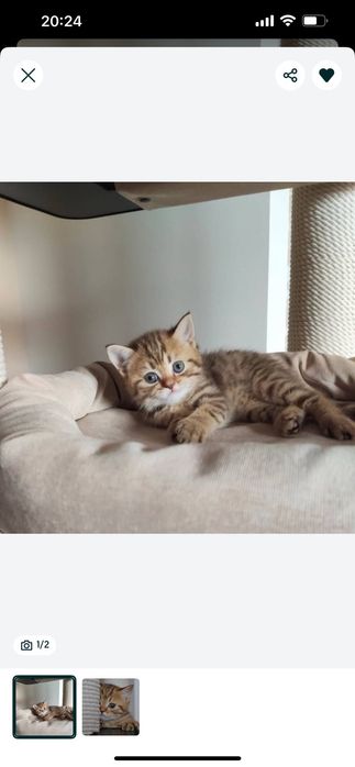 Неимоверно красивые котята