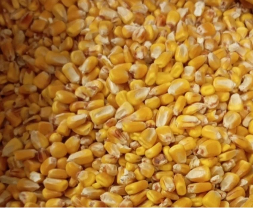 Kukurydza sucha bardzo ładna