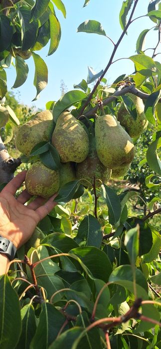 Продам домашні груші.!