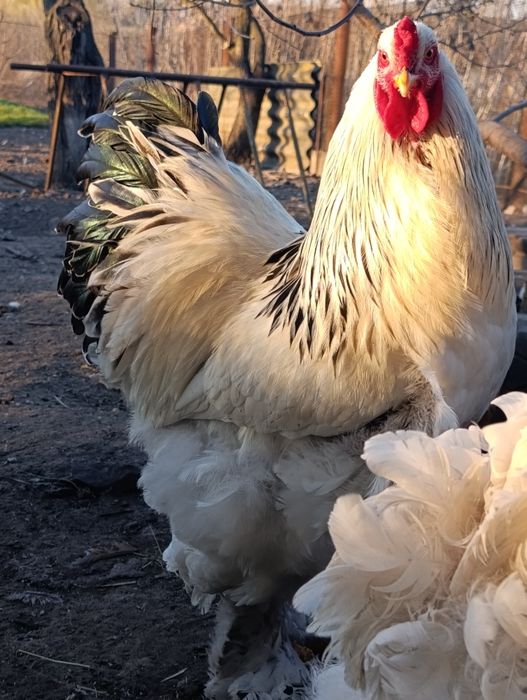 Півень брама світла .кури