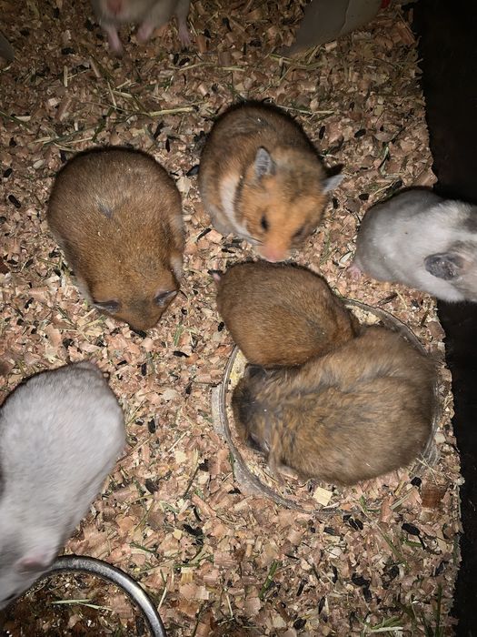 Королівські хомячки