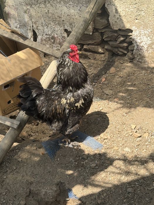 Galo brahma com 6 meses de vida