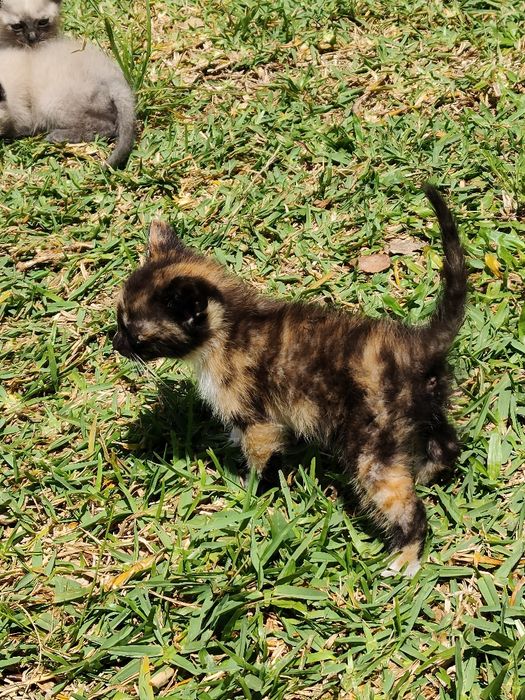 gatinhos para doação responsável