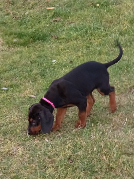 Gończy Polski szczeniak