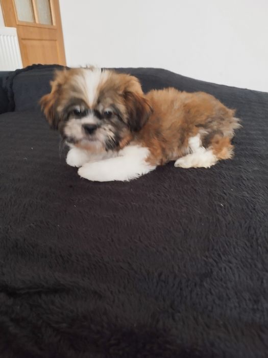 Piesek rasy Shih TZU