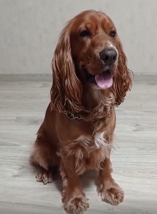 Английский кокер спаниель ищет невесту