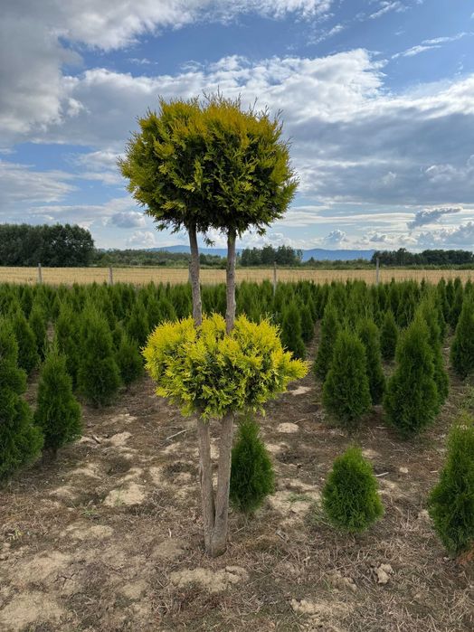 TUJA SZMARAGD KULE na pniu ,bonzaje,świderki,GOLD szmaragd