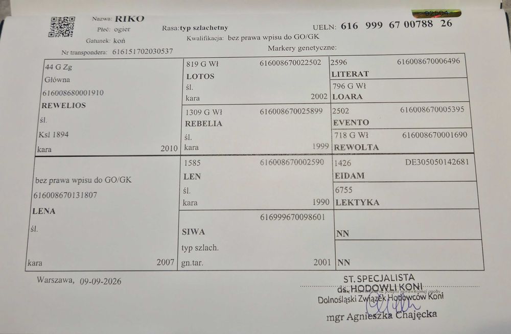 Klacz śląska + ogierek