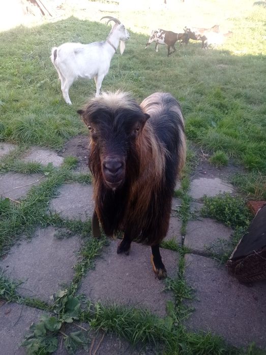 Козел для спарювання