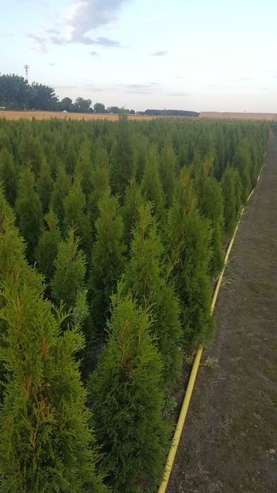 Tuja tuje szmaragd 0.90-1.00m. Szkółka Krupocin.