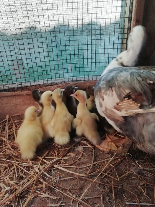 Vendo patos mudos pequenos