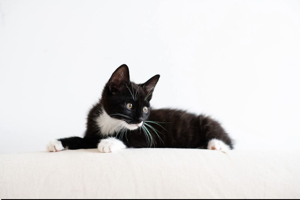 Stella kotka kociak do adopcji pingwinek
