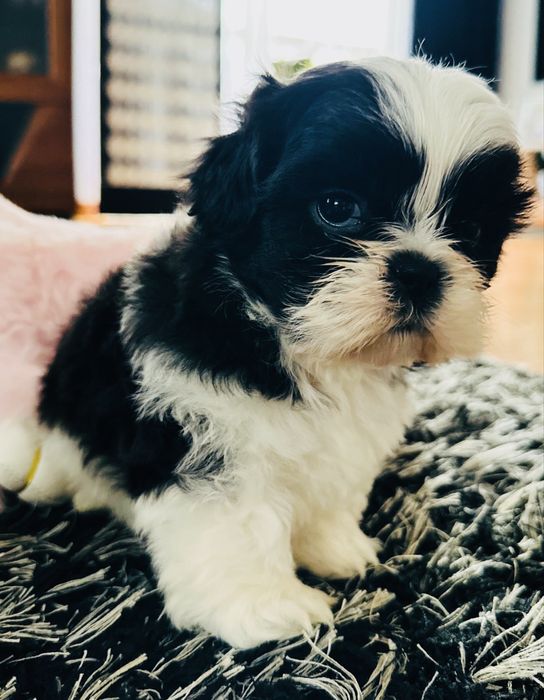 Shih Tzu biało-czarny Keks przecudnej urody !!!