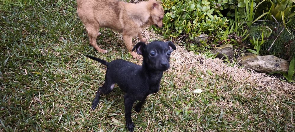 Pinscher pincher miniatura criado em ambiente familiar