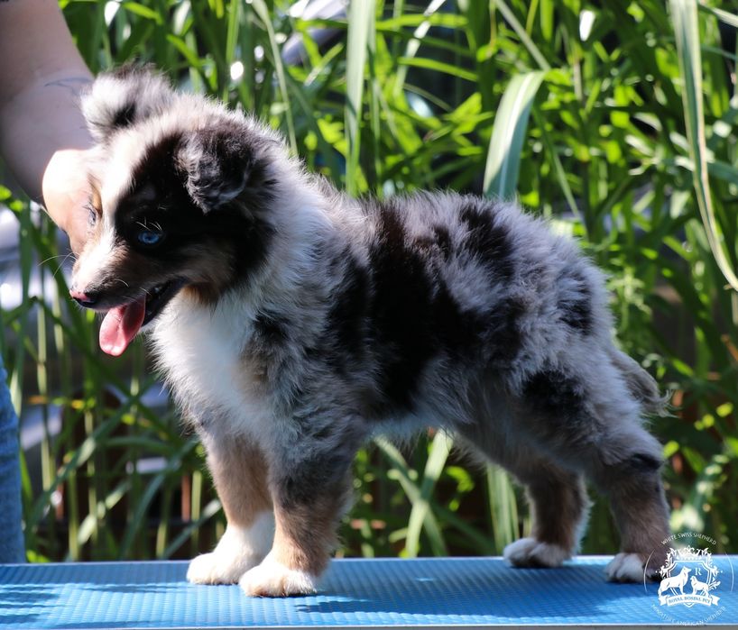 Miniaturowy Owczarek Amerykański MAS ZKWP FCI  Blue Merle piesek