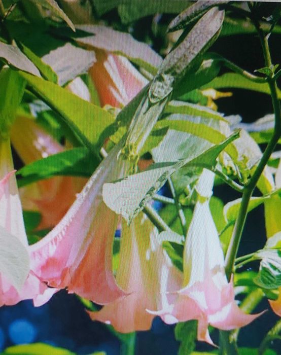 Datury - zdrowe sadzonki 2 letnie.