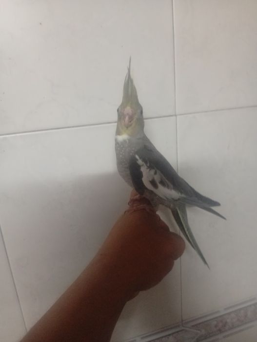 Aves domesticadas