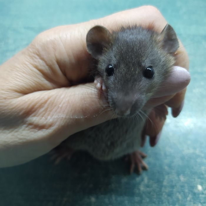 Крыса Дамбо! Ручнейшие малыши!