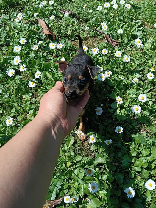Pinscher linda fêmea