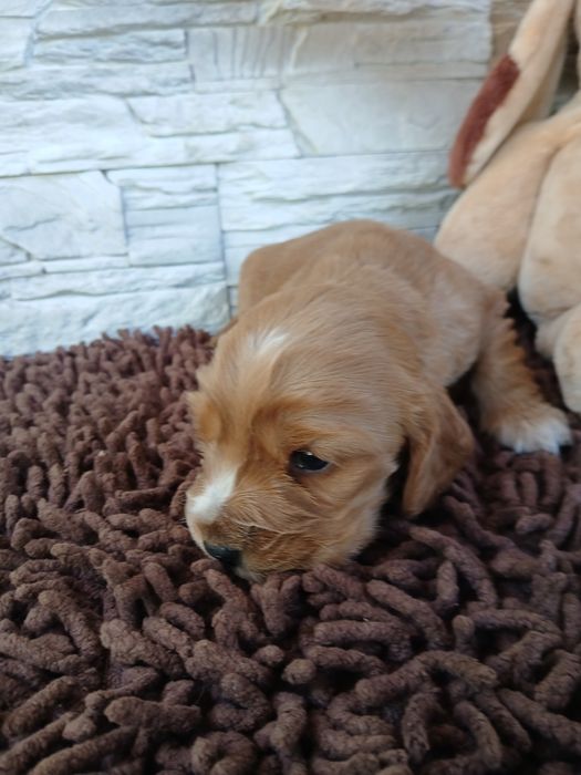 Cocker Spaniel Angielski sunia