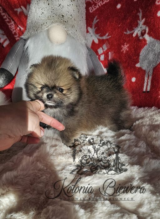 Szpic Miniaturowy/ Pomeranian sunia PASZPORT!!