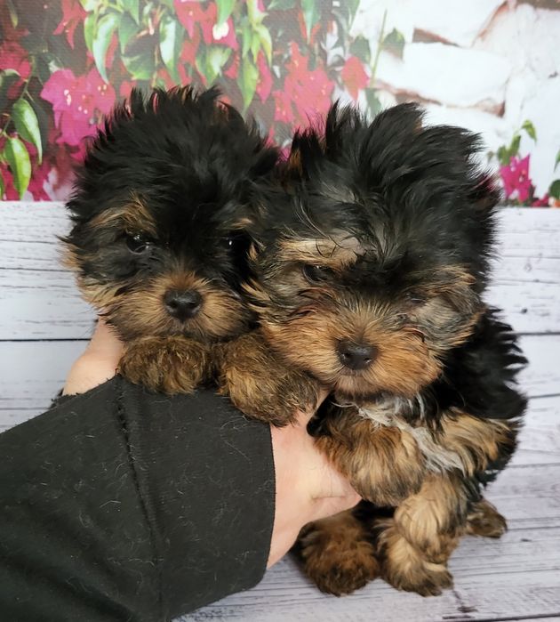 Йорки міні міні розміру