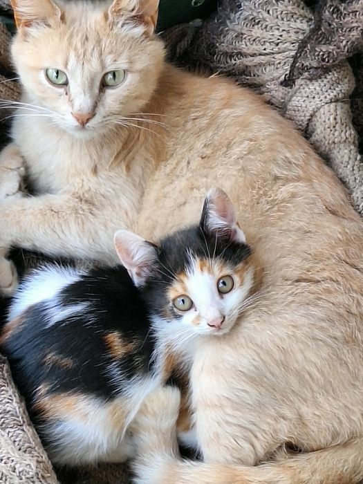 Віддам  котят дівчата в добрі руки