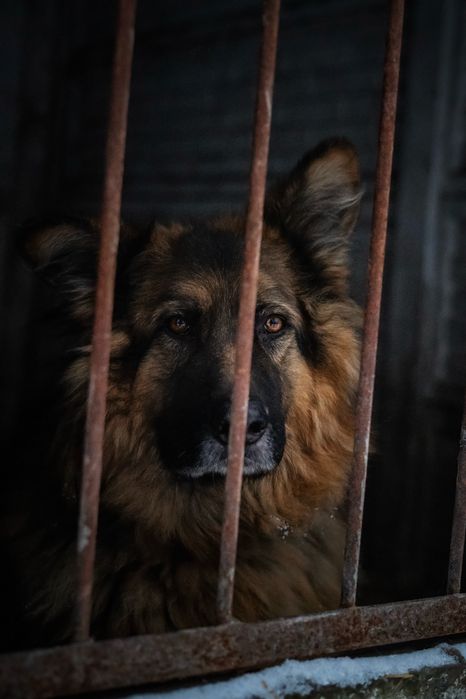 Pilna adopcja owczarka