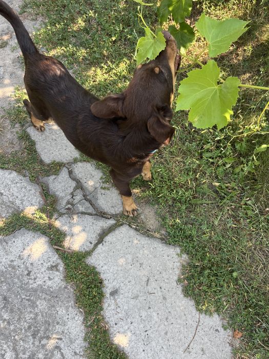 Цуцик у добрі рук