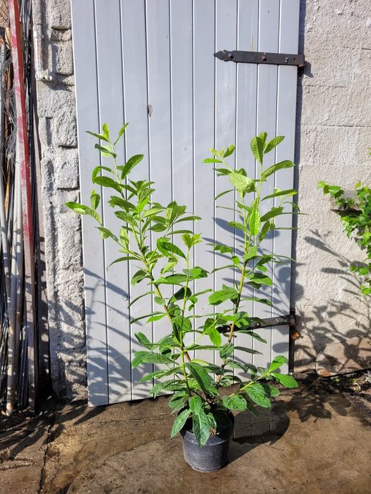 Promocja! Laurowiśnia Novita 120cm!