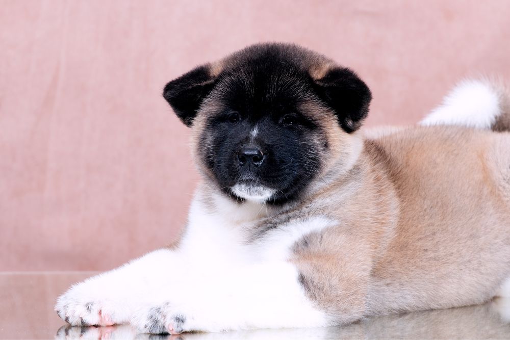 Американскька акіта/ американская акита / american akita