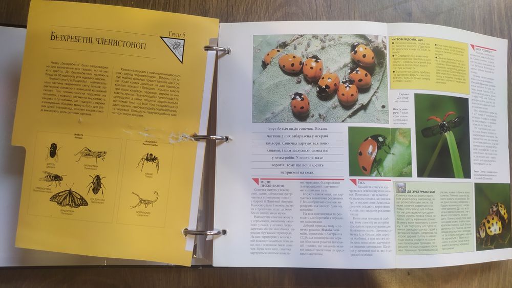 Енциклопедія У світі дикої природи,  Мир на ладоне