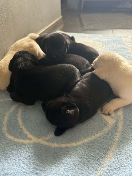 Oddam pieski labrador z mieszańcem