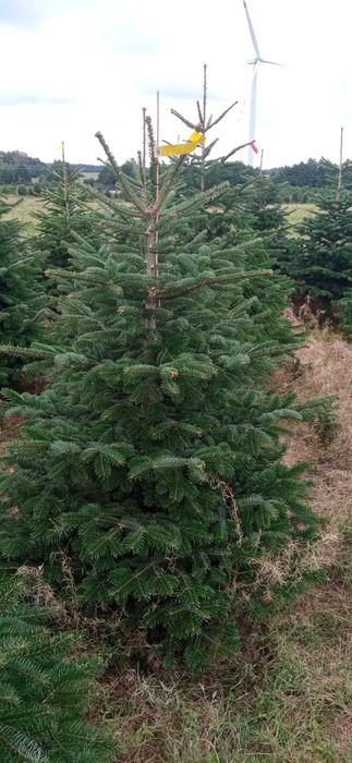 Choinki jodła kaukaska gałęzie